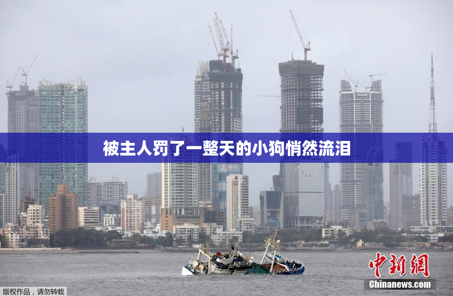 被主人罚了一整天的小狗悄然流泪