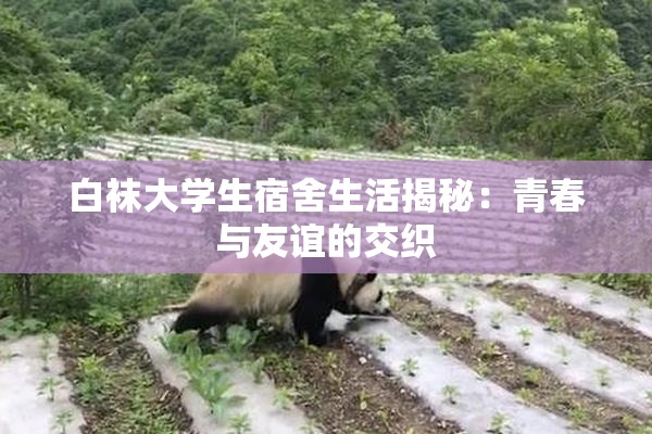 白袜大学生宿舍生活揭秘：青春与友谊的交织