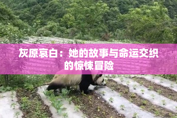灰原哀白：她的故事与命运交织的惊悚冒险