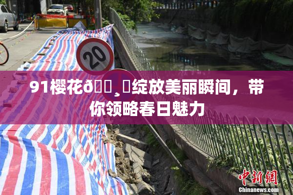 91樱花🌸‌绽放美丽瞬间，带你领略春日魅力