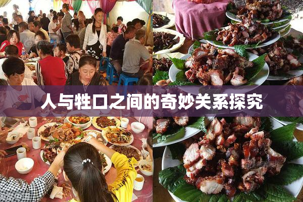 人与牲口之间的奇妙关系探究