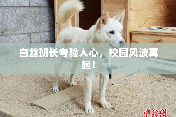 白丝班长考验人心，校园风波再起！