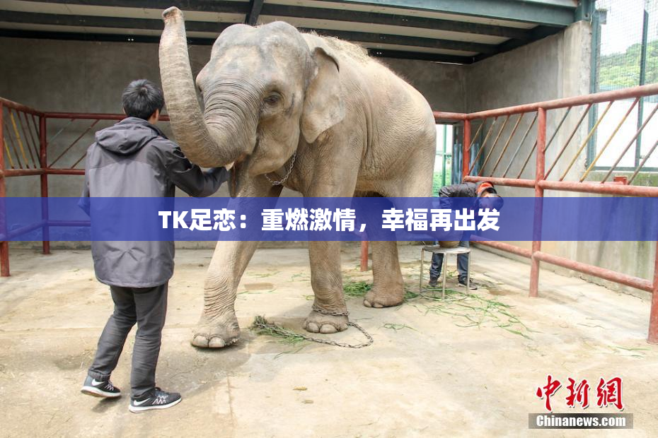 TK足恋：重燃激情，幸福再出发