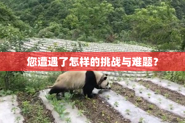 您遭遇了怎样的挑战与难题？