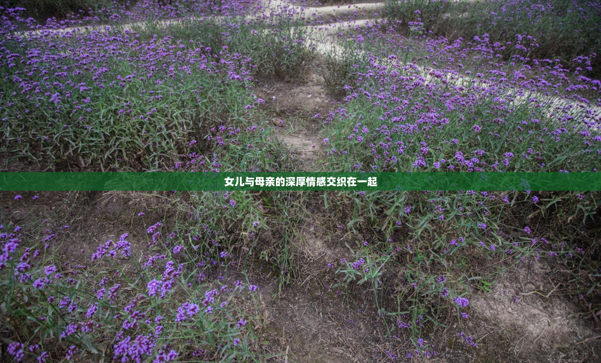 女儿与母亲的深厚情感交织在一起