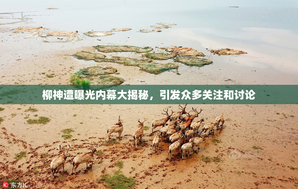 柳神遭曝光内幕大揭秘，引发众多关注和讨论