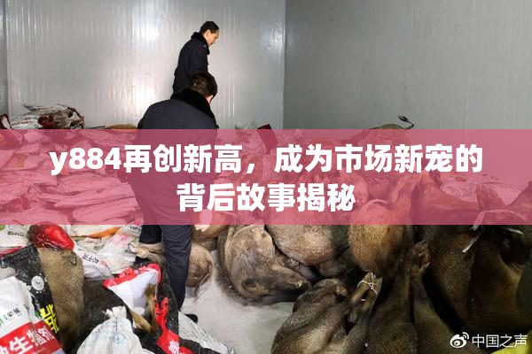 y884再创新高，成为市场新宠的背后故事揭秘