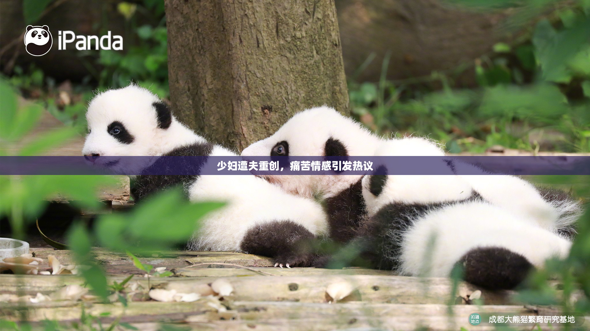 少妇遭夫重创，痛苦情感引发热议