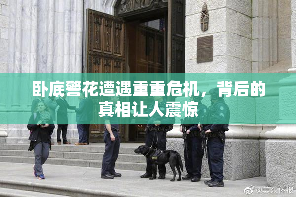 卧底警花遭遇重重危机，背后的真相让人震惊