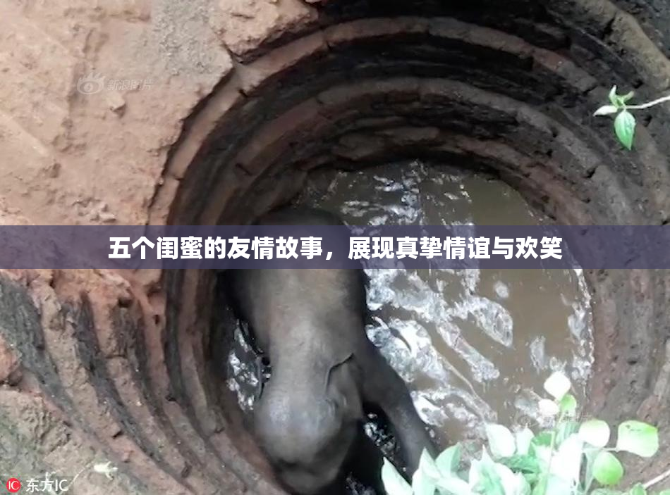五个闺蜜的友情故事，展现真挚情谊与欢笑