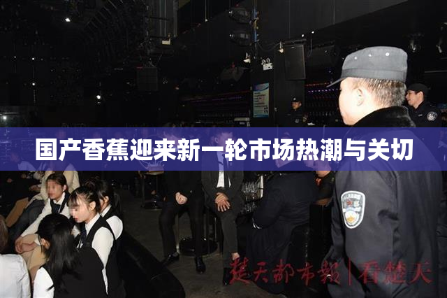 国产香蕉迎来新一轮市场热潮与关切