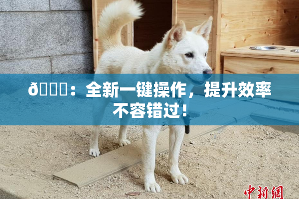 🔞：全新一键操作，提升效率不容错过！