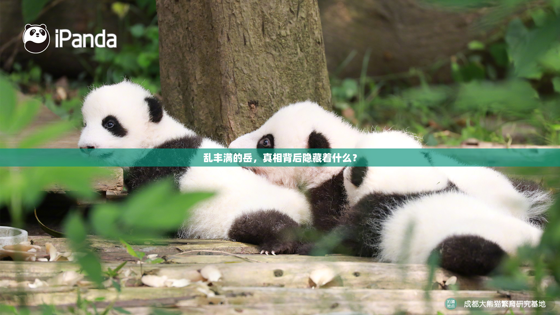 乱丰满的岳，真相背后隐藏着什么？