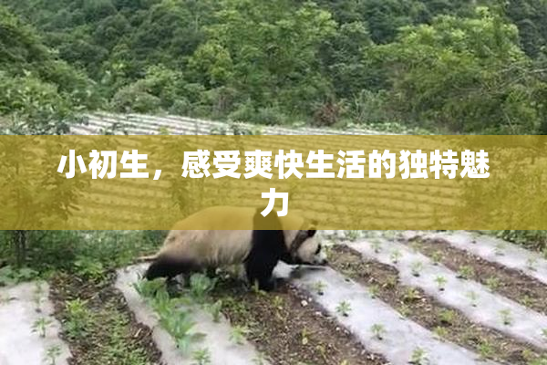小初生，感受爽快生活的独特魅力