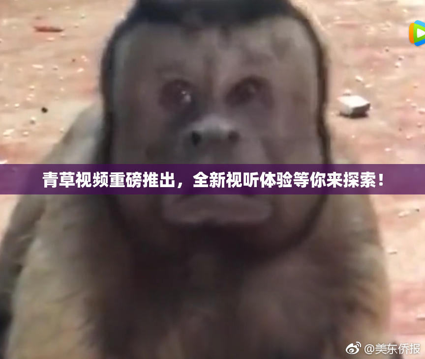 青草视频重磅推出，全新视听体验等你来探索！