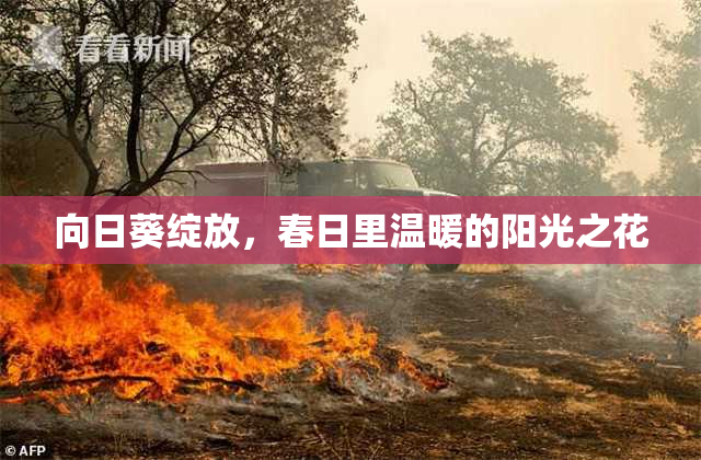 向日葵绽放，春日里温暖的阳光之花