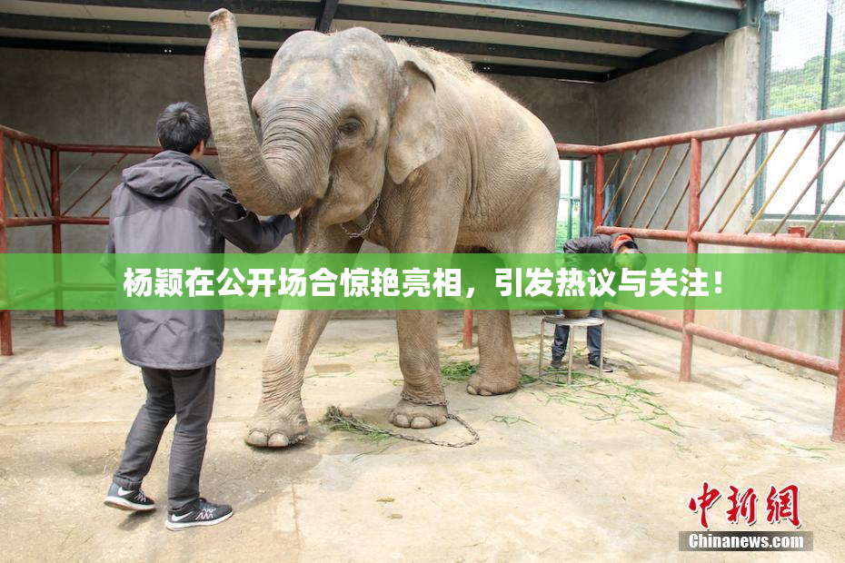 杨颖在公开场合惊艳亮相，引发热议与关注！