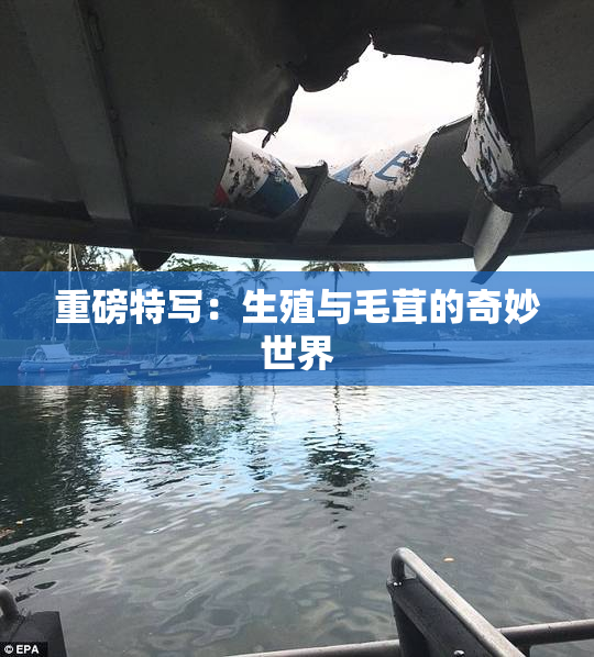 重磅特写：生殖与毛茸的奇妙世界