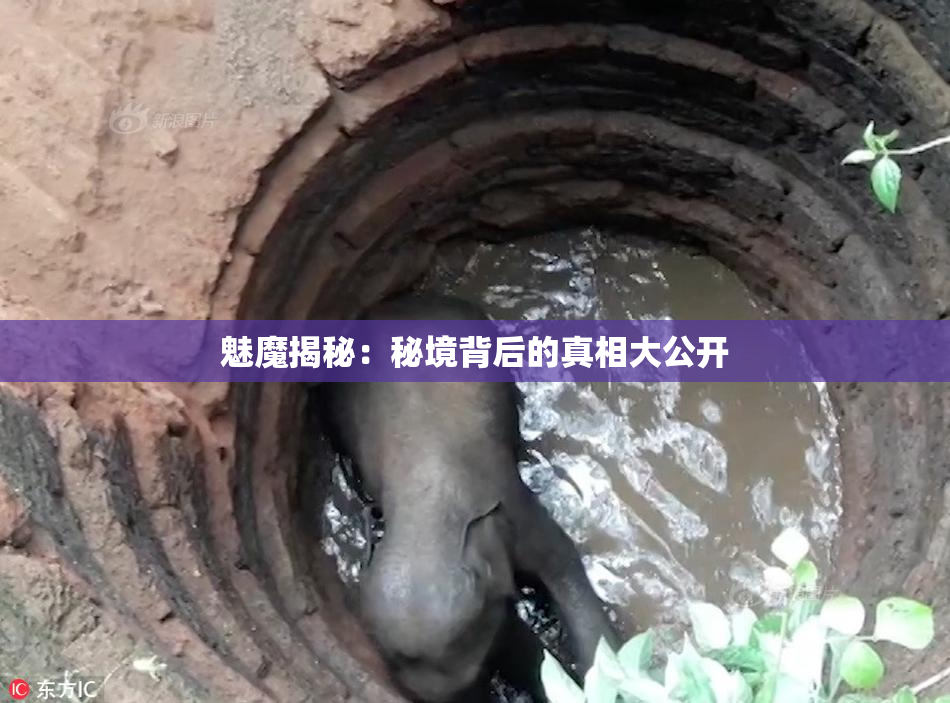 魅魔揭秘：秘境背后的真相大公开