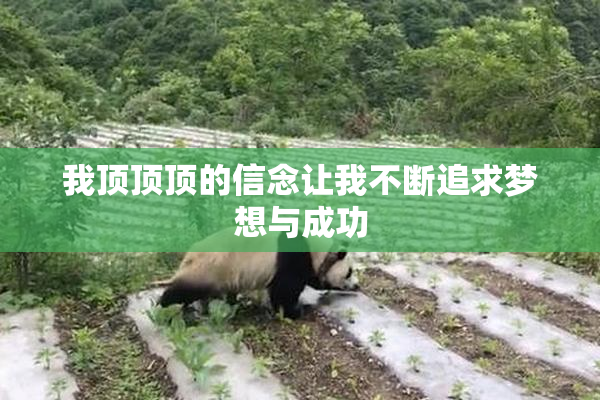我顶顶顶的信念让我不断追求梦想与成功