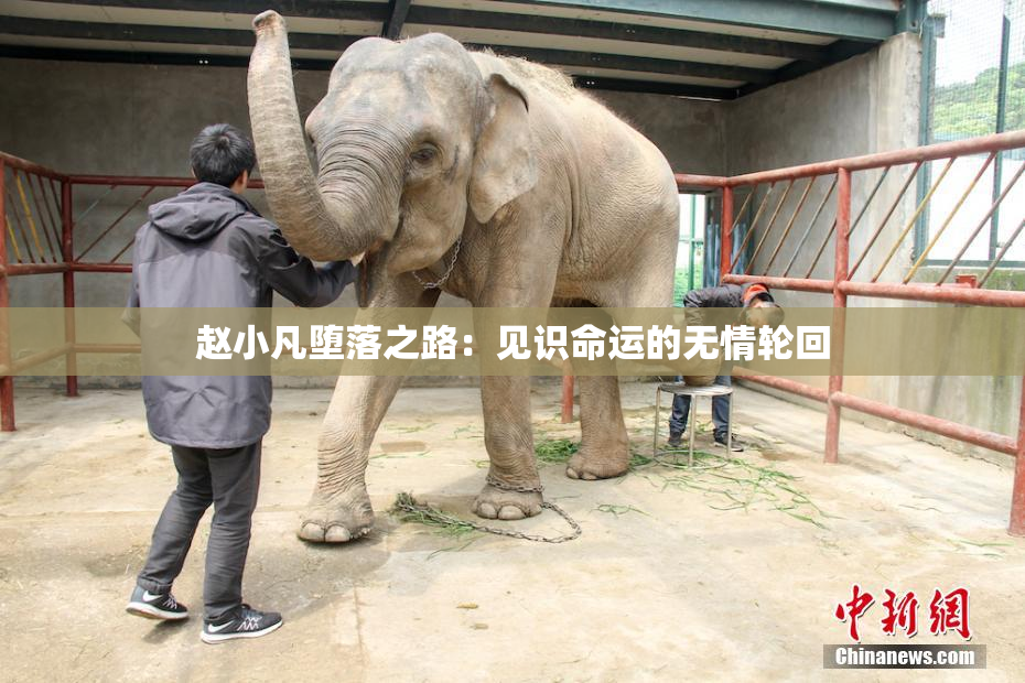 赵小凡堕落之路：见识命运的无情轮回