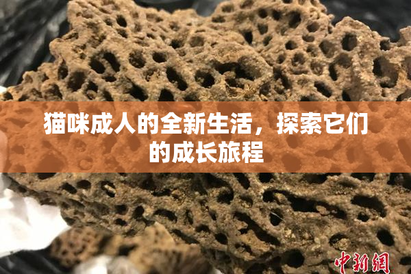 猫咪成人的全新生活，探索它们的成长旅程