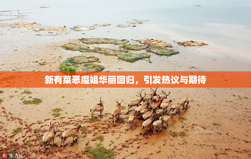 新有菜恶魔姐华丽回归，引发热议与期待