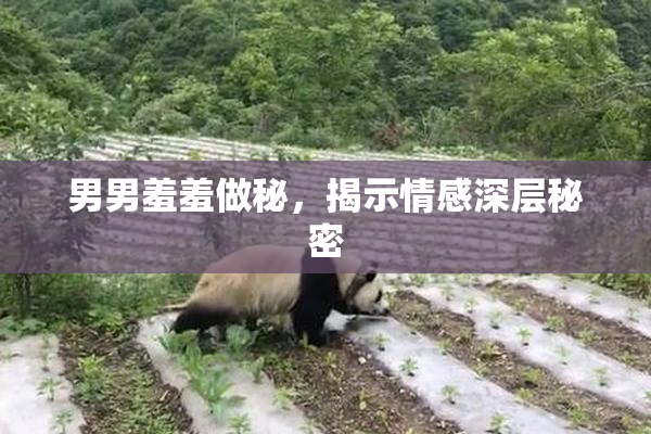 男男羞羞做秘，揭示情感深层秘密