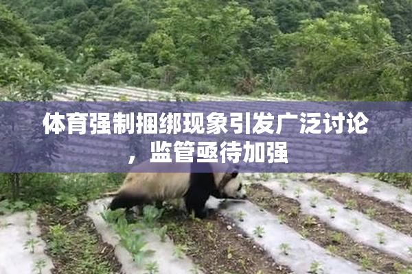 体育强制捆绑现象引发广泛讨论，监管亟待加强