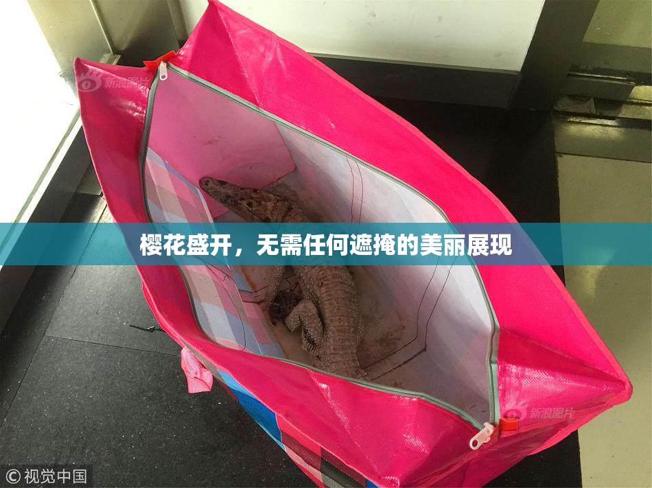 樱花盛开，无需任何遮掩的美丽展现