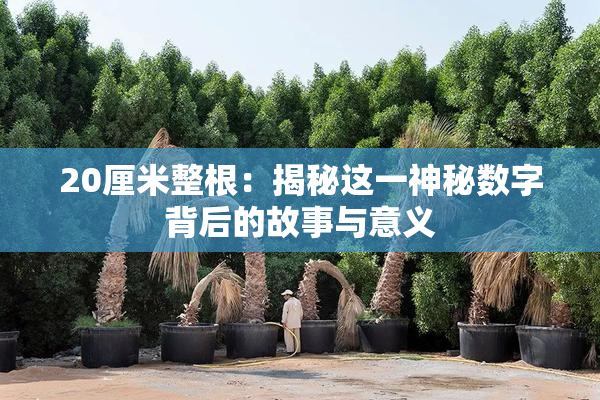 20厘米整根：揭秘这一神秘数字背后的故事与意义
