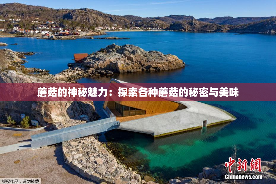 蘑菇的神秘魅力：探索各种蘑菇的秘密与美味
