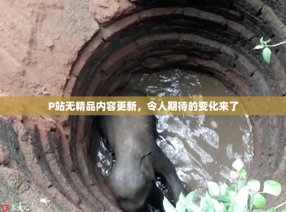 P站无精品内容更新，令人期待的变化来了