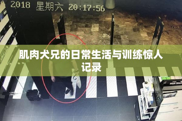 肌肉犬兄的日常生活与训练惊人记录