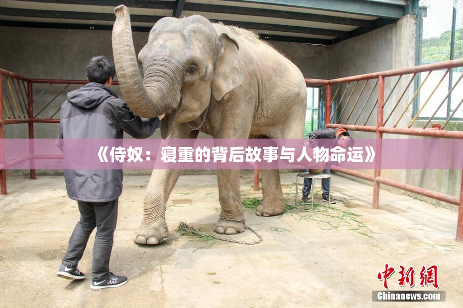 《侍奴：寝重的背后故事与人物命运》