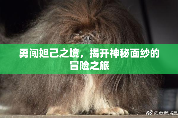 勇闯妲己之境，揭开神秘面纱的冒险之旅