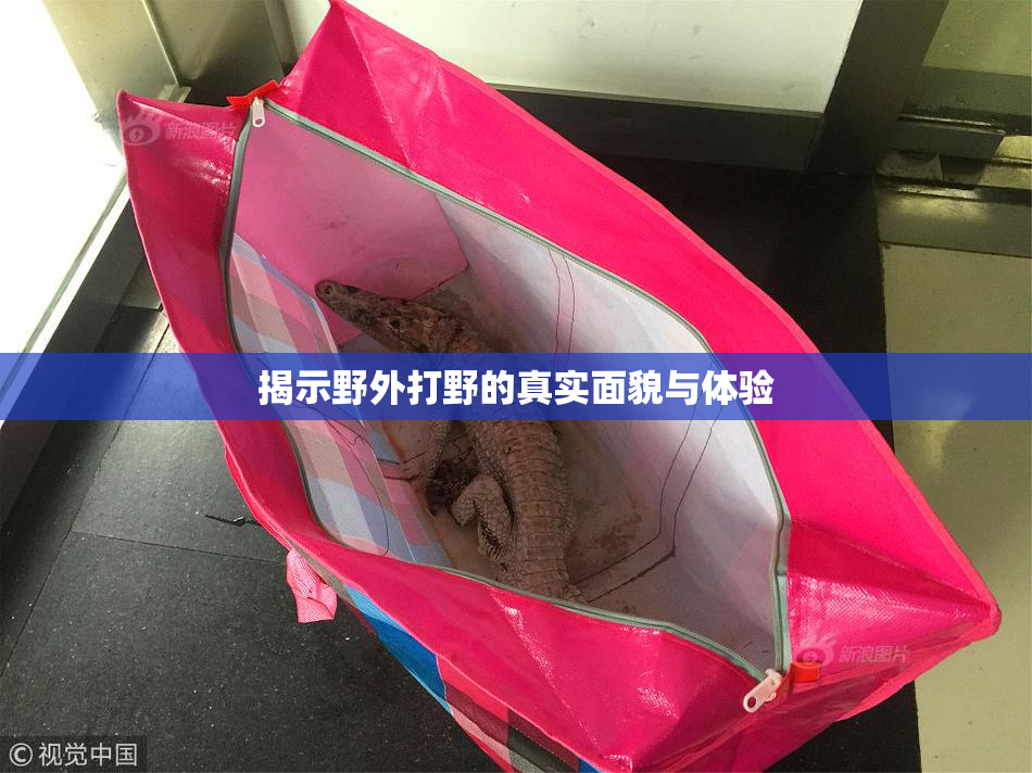 揭示野外打野的真实面貌与体验