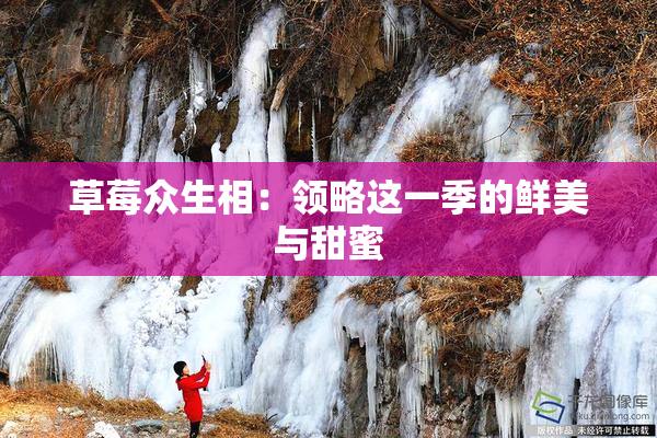 草莓众生相：领略这一季的鲜美与甜蜜