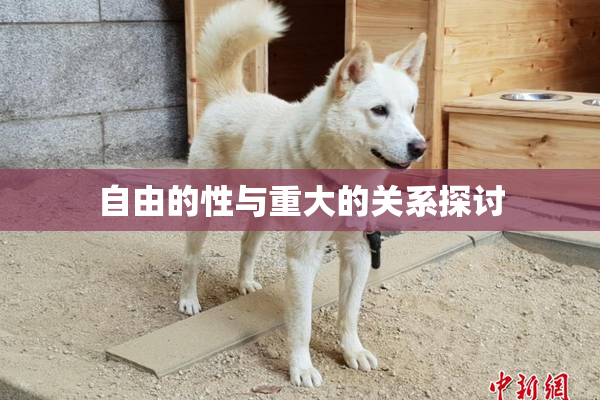 自由的性与重大的关系探讨