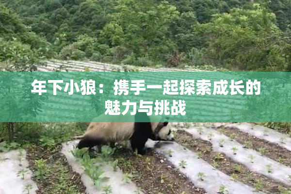 年下小狼：携手一起探索成长的魅力与挑战