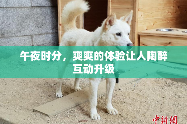 午夜时分，爽爽的体验让人陶醉互动升级