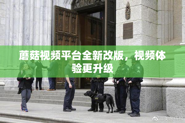 蘑菇视频平台全新改版，视频体验更升级