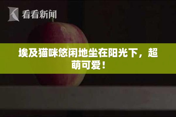 埃及猫咪悠闲地坐在阳光下，超萌可爱！