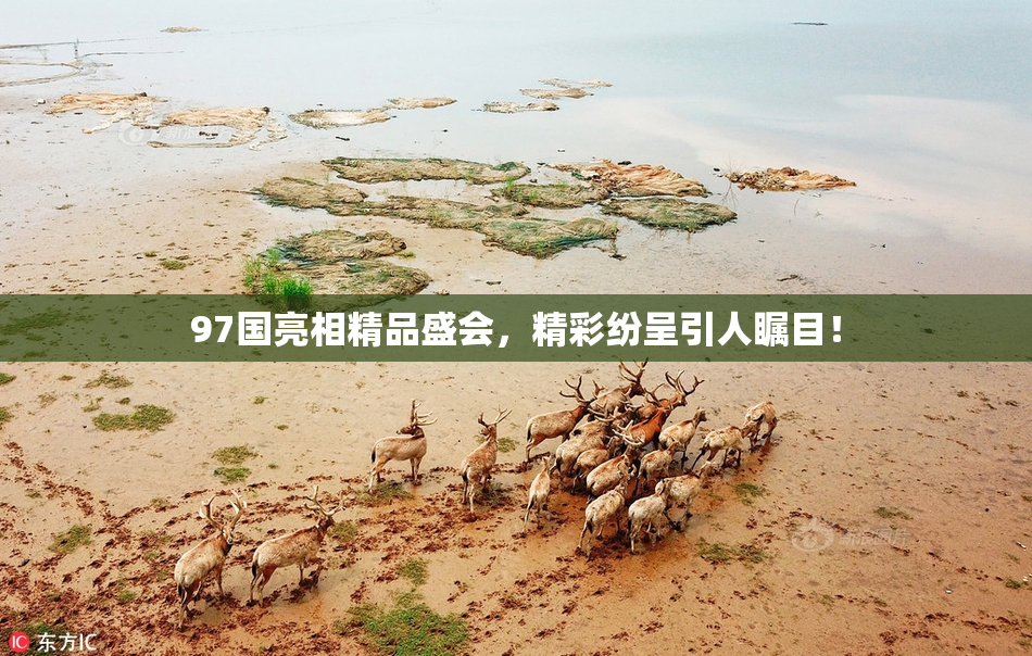97国亮相精品盛会，精彩纷呈引人瞩目！