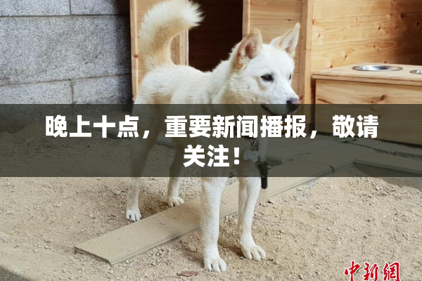 晚上十点，重要新闻播报，敬请关注！