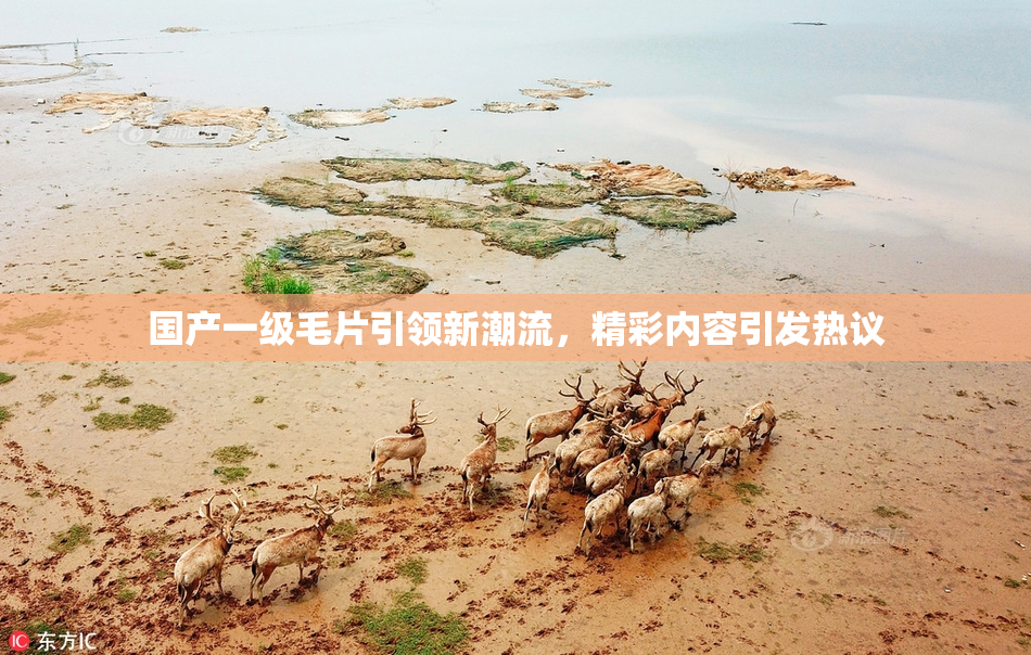 国产一级毛片引领新潮流，精彩内容引发热议