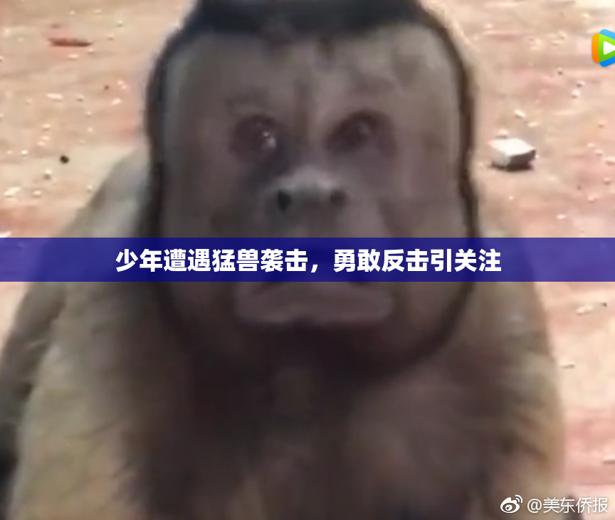 少年遭遇猛兽袭击，勇敢反击引关注
