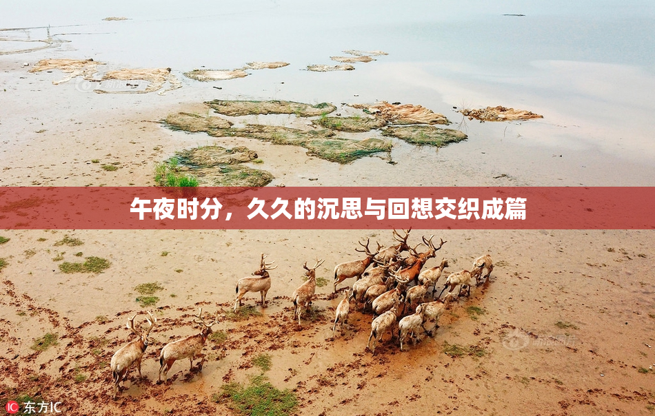 午夜时分，久久的沉思与回想交织成篇