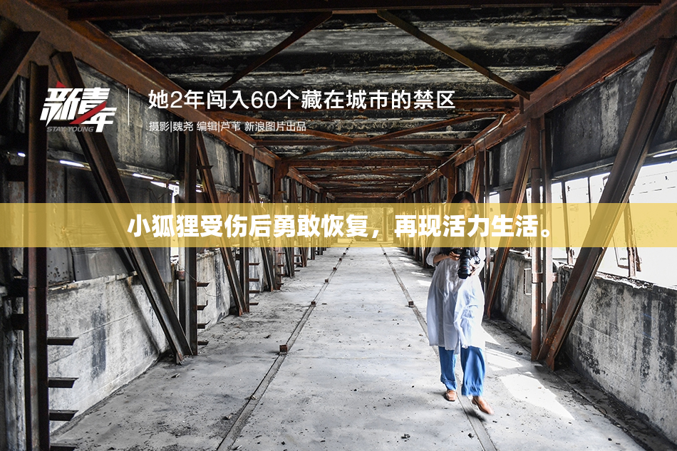 小狐狸受伤后勇敢恢复，再现活力生活。
