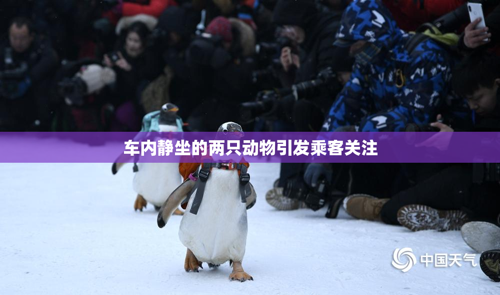 车内静坐的两只动物引发乘客关注